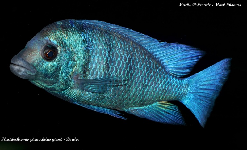 Placidochromis sp. 'phenochilus gissel' Border